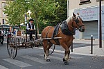 fete_foins_montfavet_2019_09.jpg
