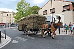 fete_foins_montfavet_2019_10.jpg