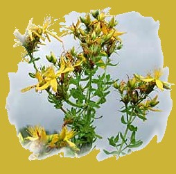 millepertuis1