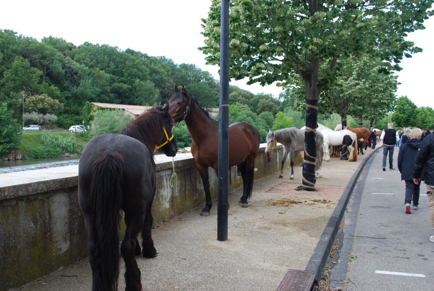 foire_chevaux_beda_2023_02.jpg