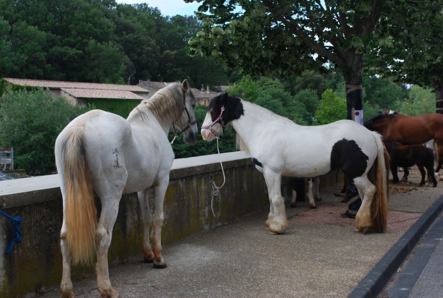 foire_chevaux_beda_2023_03.jpg