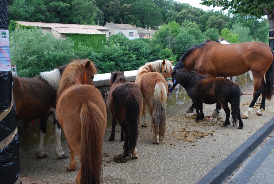 foire_chevaux_beda_2023_04.jpg