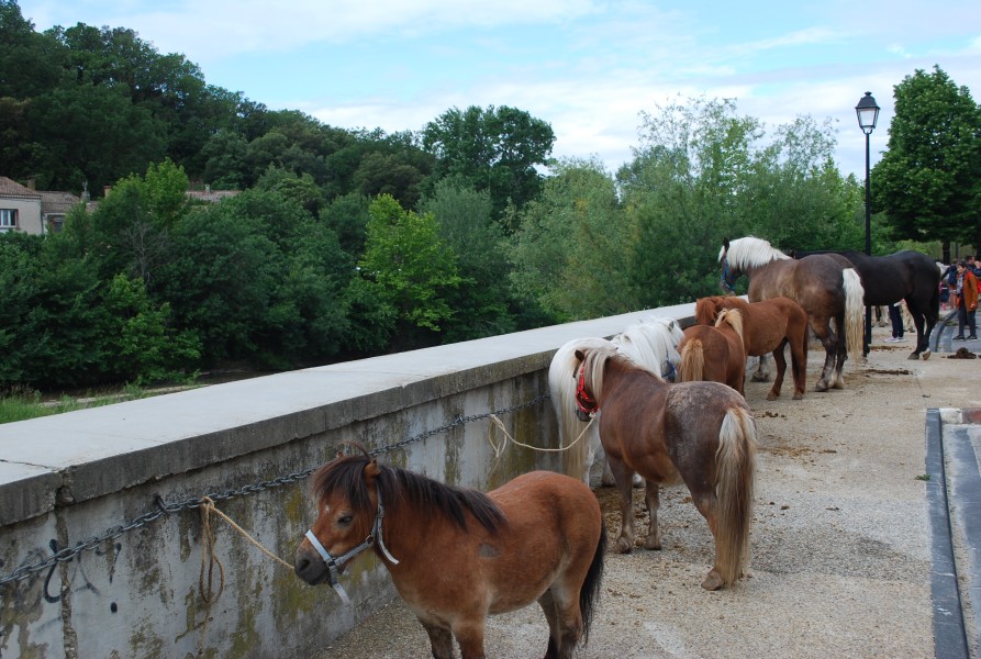 foire_chevaux_beda_2023_05.jpg