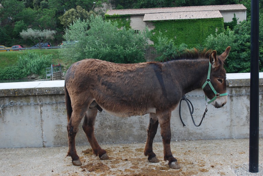 foire_chevaux_beda_2023_06.jpg