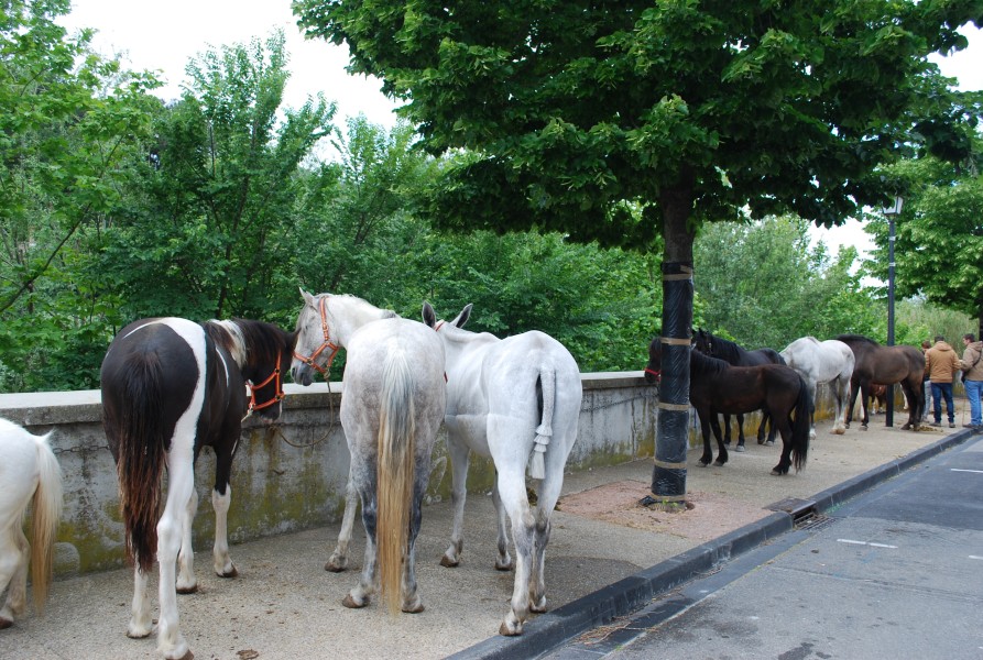 foire_chevaux_beda_2023_07.jpg