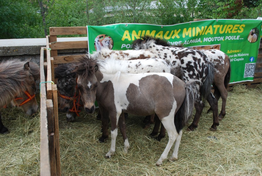 foire_chevaux_beda_2023_08.jpg