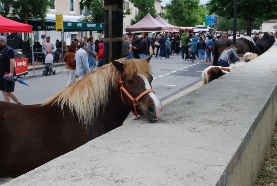 foire_chevaux_beda_2023_09.jpg