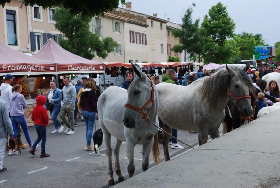 foire_chevaux_beda_2023_10.jpg