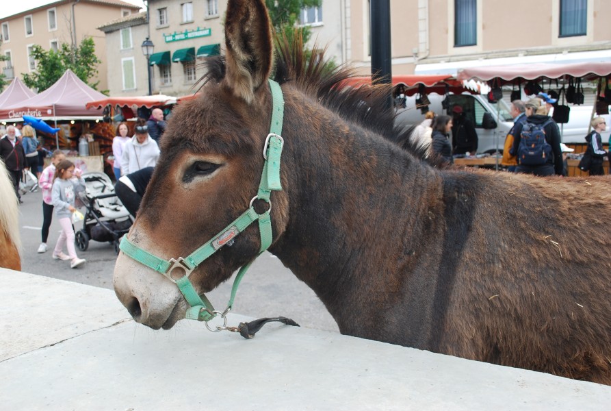 foire_chevaux_beda_2023_13.jpg