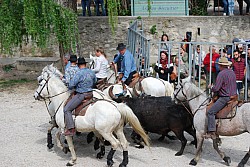 Abrivado pernes  2023_17.jpg