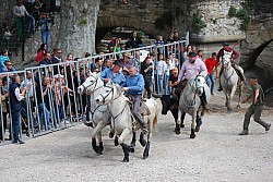 Abrivado pernes  2023_26.jpg