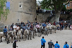 Abrivado pernes  2023_49.jpg