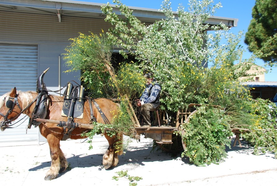 Foire_chevaux_beda_2024_07.jpg