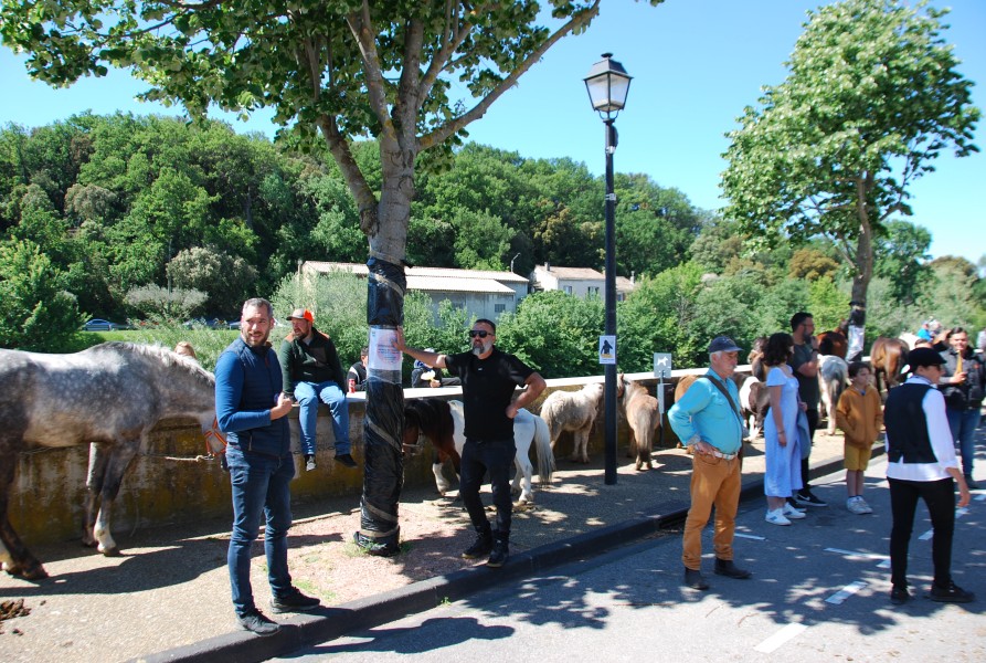 Foire_chevaux_beda_2024_23.jpg