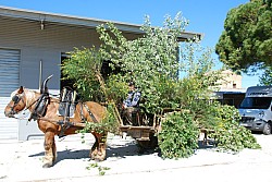 Foire_chevaux_beda_2024_08.jpg Foire_chevaux_beda_2024_08.jpg