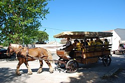 Foire_chevaux_beda_2024_10.jpg Foire_chevaux_beda_2024_10.jpg