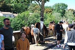 Foire_chevaux_beda_2024_24.jpg Foire_chevaux_beda_2024_24.jpg