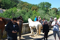 Foire_chevaux_beda_2024_25.jpg Foire_chevaux_beda_2024_25.jpg