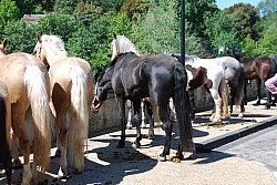 Foire_chevaux_beda_2024_27.jpg Foire_chevaux_beda_2024_27.jpg