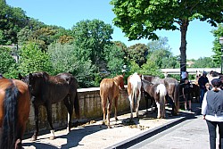 Foire_chevaux_beda_2024_28.jpg Foire_chevaux_beda_2024_28.jpg