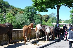 Foire_chevaux_beda_2024_29.jpg Foire_chevaux_beda_2024_29.jpg