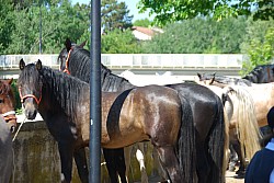 Foire_chevaux_beda_2024_30.jpg Foire_chevaux_beda_2024_30.jpg