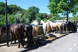 Foire_chevaux_beda_2024_31.jpg Foire_chevaux_beda_2024_31.jpg