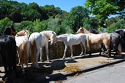 Foire_chevaux_beda_2024_32.jpg Foire_chevaux_beda_2024_32.jpg