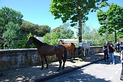 Foire_chevaux_beda_2024_33.jpg Foire_chevaux_beda_2024_33.jpg