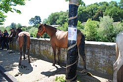 Foire_chevaux_beda_2024_40.jpg Foire_chevaux_beda_2024_40.jpg