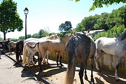 Foire_chevaux_beda_2024_41.jpg Foire_chevaux_beda_2024_41.jpg