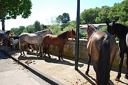 Foire_chevaux_beda_2024_42.jpg Foire_chevaux_beda_2024_42.jpg