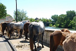 Foire_chevaux_beda_2024_44.jpg Foire_chevaux_beda_2024_44.jpg