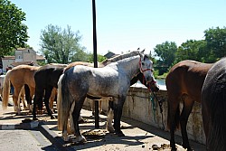 Foire_chevaux_beda_2024_45.jpg Foire_chevaux_beda_2024_45.jpg