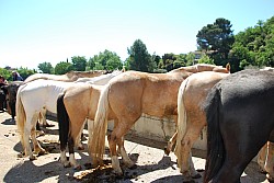 Foire_chevaux_beda_2024_46.jpg Foire_chevaux_beda_2024_46.jpg
