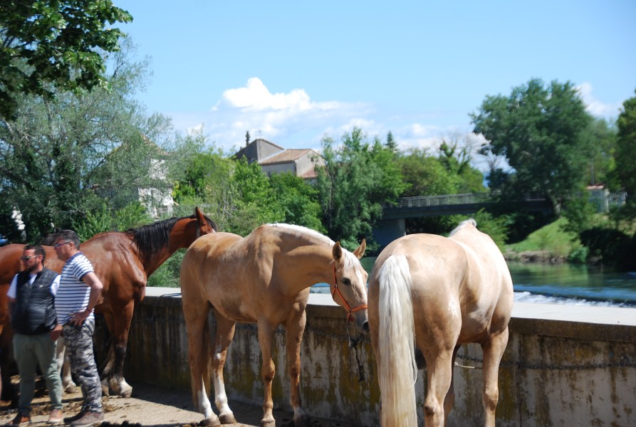 Foire_chevaux_beda_2024_96.jpg