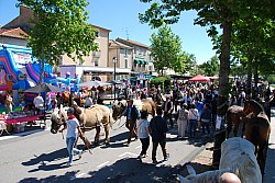 Foire_chevaux_beda_2024_48.jpg