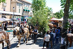 Foire_chevaux_beda_2024_50.jpg