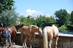 Foire_chevaux_beda_2024_96.jpg