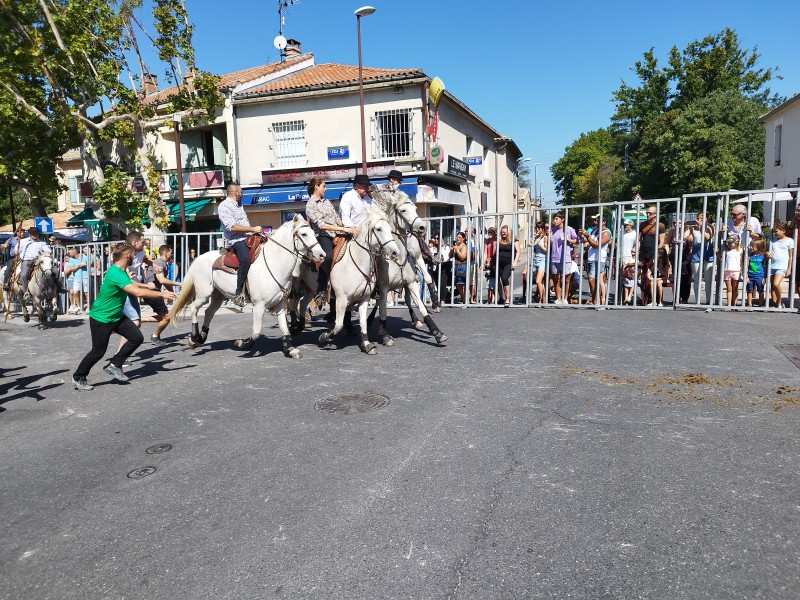 Abrivado Montfavet 2022_30.jpg