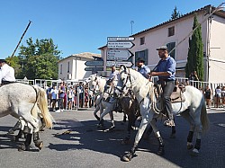 Abrivado Montfavet 2022_14.jpg