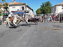 Abrivado Montfavet 2022_29.jpg