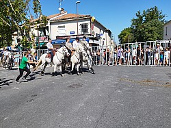 Abrivado Montfavet 2022_30.jpg