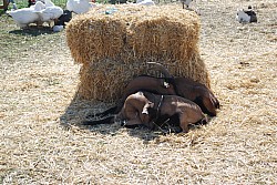 Chusclan _ 2022_09.jpg