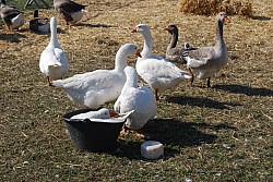 Chusclan _ 2022_11.jpg
