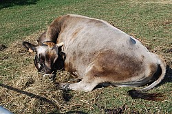 Chusclan _ 2022_13.jpg