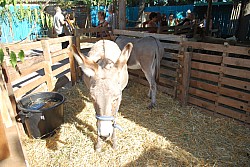 fete foins_2022_04.jpg