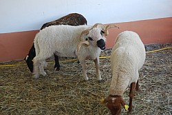 fete foins_2022_05.jpg