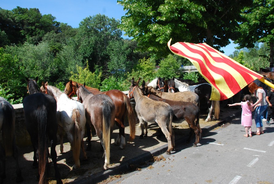foire_chevaux_2025_29.jpg