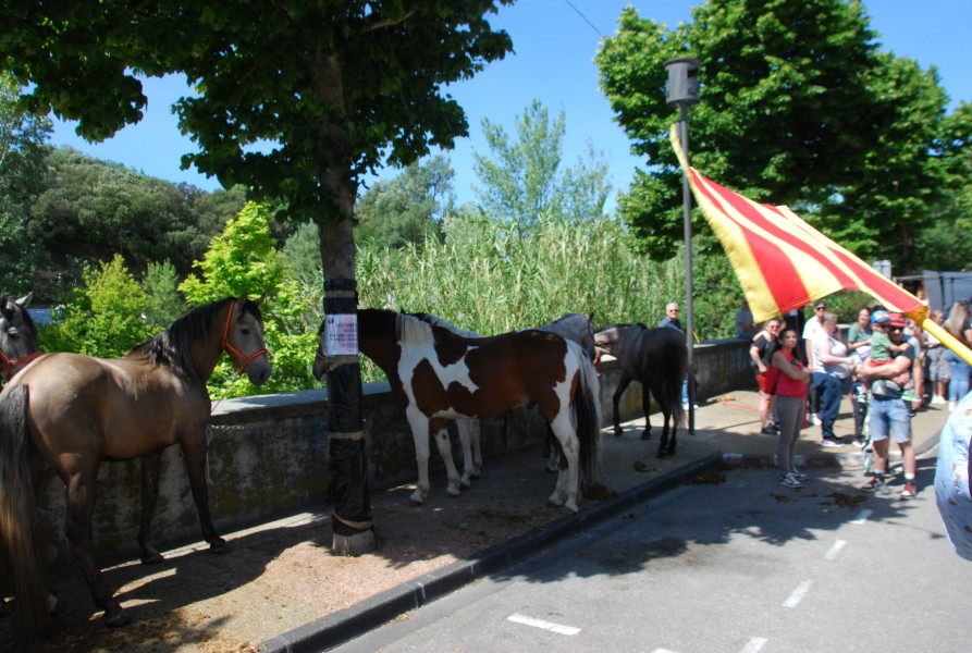 foire_chevaux_2025_30.jpg